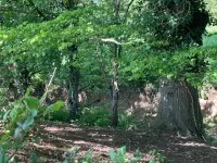 Shady forest scene with green trees and a sunlit undergrowth along a dirt ground.