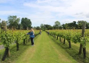 Shawsgate Vineyard