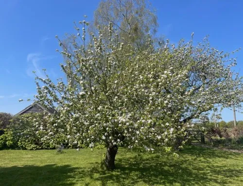 Beautiful Rural Suffolk in mature Spring sunshine