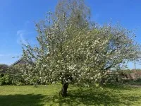 A fruit tree in full bloom with white blossoms, standing on a green lawn under a clear blue sky.