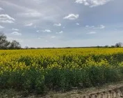 Oil Seed Rape