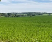 Wide green field under a blue sky with distant farms and a tree line on the horizon.