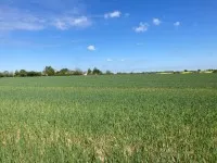 Vast rural field of green crops under a bright blue sky with a few white clouds and distant trees on the horizon.