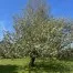 A fruit tree in full bloom with white blossoms, standing on a green lawn under a clear blue sky.