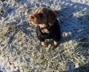 Cockapoo in Suffolk snow