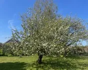 A fruit tree in full bloom with white blossoms, standing on a green lawn under a clear blue sky.