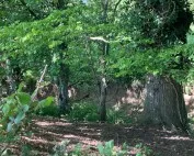 Shady forest scene with green trees and a sunlit undergrowth along a dirt ground.