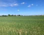 Vast rural field of green crops under a bright blue sky with a few white clouds and distant trees on the horizon.