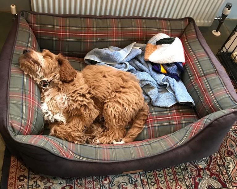 Tuckered out pooch