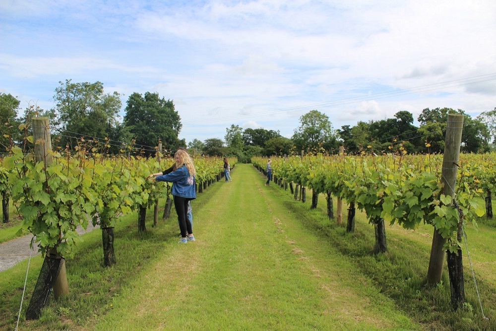 Shawsgate Vineyard