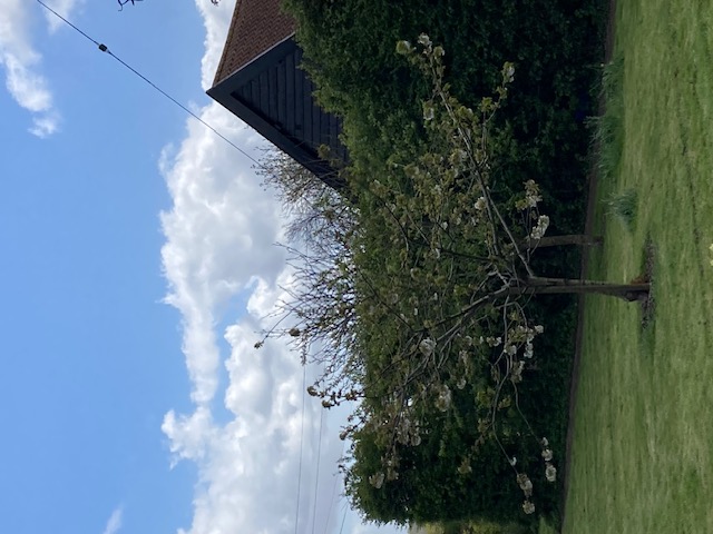 Plum Tree Blossom