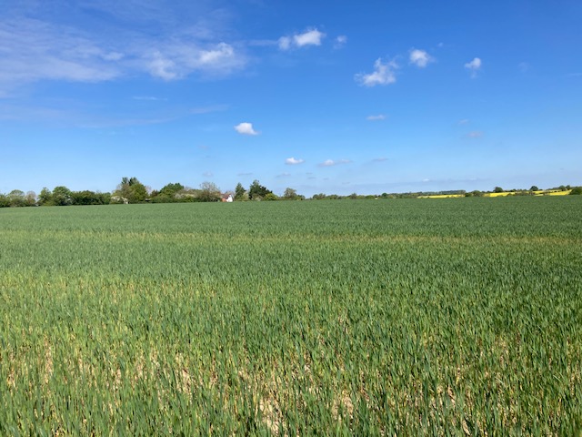 Vast rural field of green crops under a bright blue sky with a few white clouds and distant trees on the horizon.