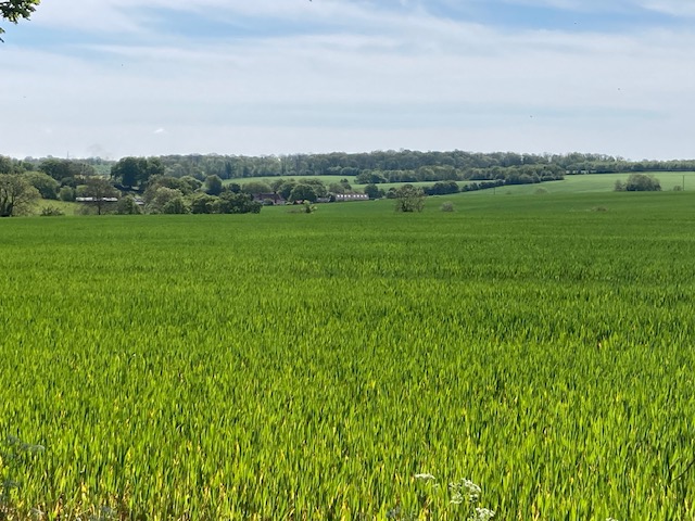 Wide green field under a blue sky with distant farms and a tree line on the horizon.